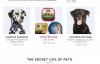 美国最大的宠物用品零售商：PetSmart